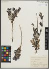 Foto von Salix repens subsp. repens L.